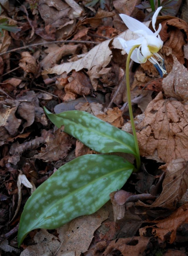 Mutazione(?) - Erythronium dens-canis forma Alba